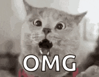 Cat Cat Memes GIF