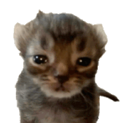 Cat Cat Sad Sticker GIF