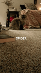 Cat Catching Spider Jumpscare GIF