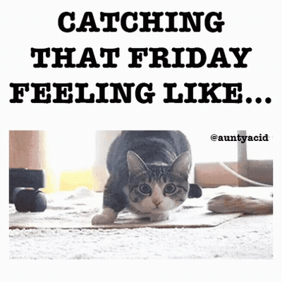 Cat Catching That Friday Feeling GIF