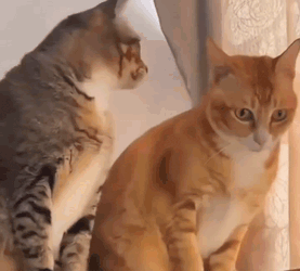Cat Cats GIF