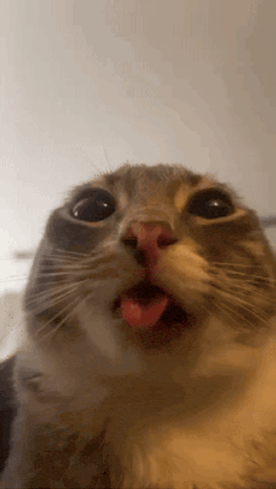 Cat Cats GIF