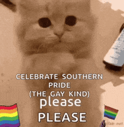 Cat Celebrate Southern Pride Gay Kind Please GIF