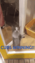 Cat Celebrating Cubs Win GIF