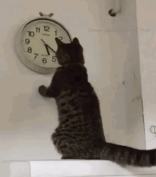 Cat Changing Timer Hour Hand GIF