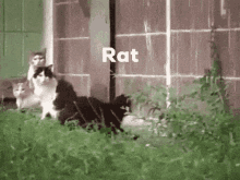 Cat Chase Rat Funny GIF