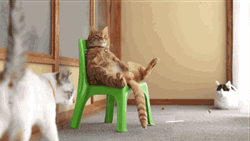 Cat Chilling On A Chair GIF