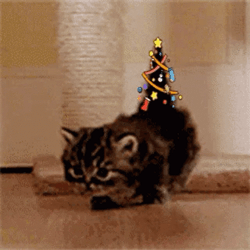 Cat Christmas In July GIF