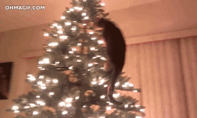 Cat Climbing Christmas Tree With Ohmagif.com GIF
