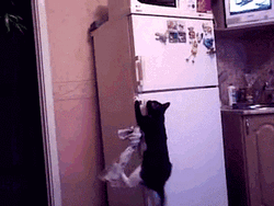 cat-climbing-fridge-hanging-in-there-xknqjbhufyv9onfb.gif