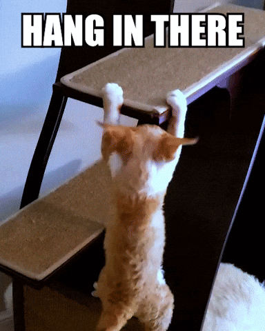 Cat Climbing Ladder Hang In There GIF