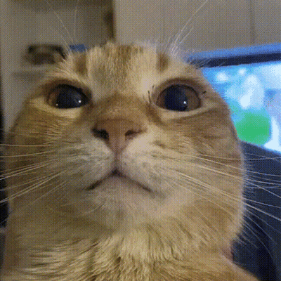 Cat Close Up GIF