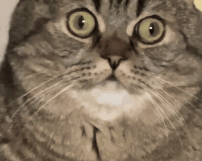 Cat Close Up Eyes Wide Open GIF