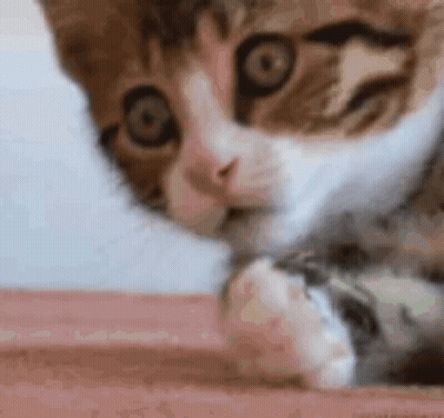 Cat Close Up Face And Paw On Table GIF