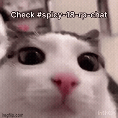 Cat Close Up Face Check # Spicy-18-Rp-Chat GIF