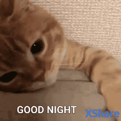 Cat Close Up Good Night Xshare GIF