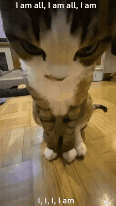 Cat Close Up I Am All GIF