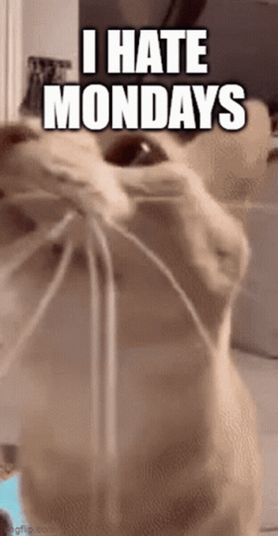 Cat Close Up I Hate Mondays GIF