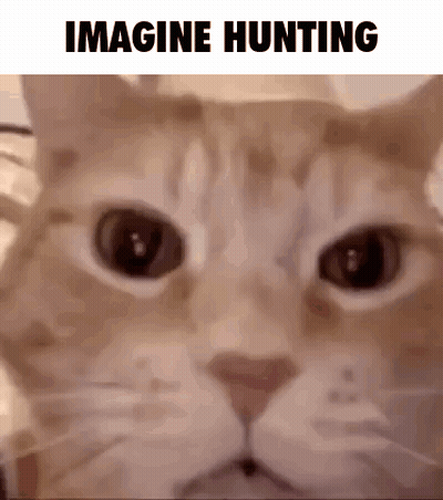 Cat Close Up Imagine Hunting GIF