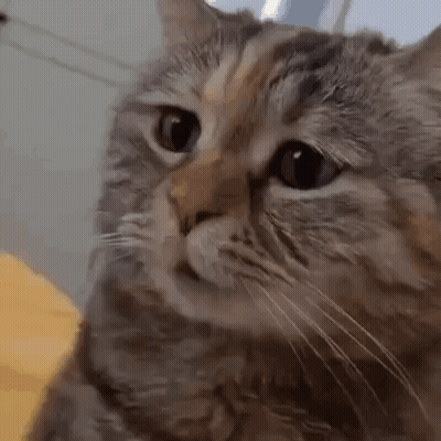 Cat Close-Up Looking At Camera GIF