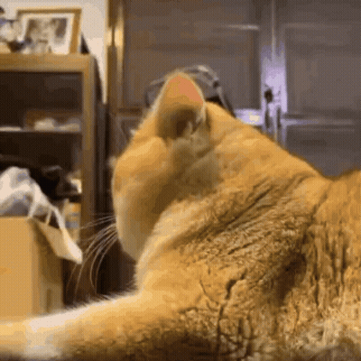 Cat Close Up Looking At Something GIF