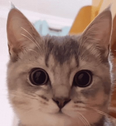 Cat Close Up GIF