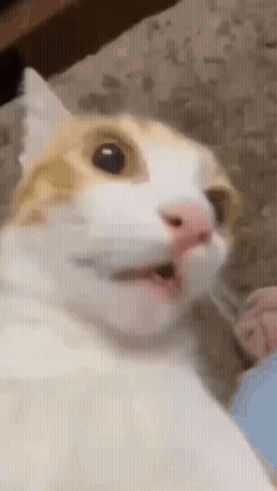 Cat Close Up Mouth Open Looking At Camera GIF