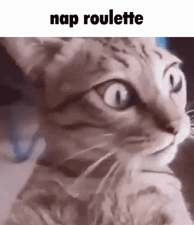 Cat Close Up Nap Roulette GIF