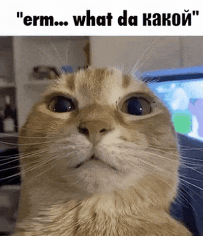 Cat Close Up Saying Erm What Da Kakoy GIF