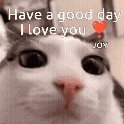 Cat Close-Up Saying Have A Good Day I Love You Joy GIF
