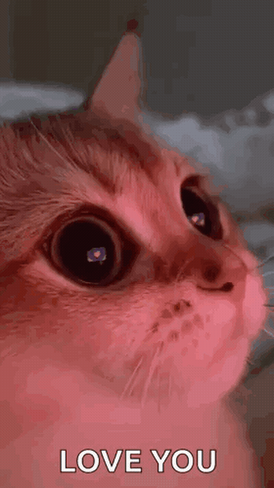 Cat Close Up Saying Love You GIF
