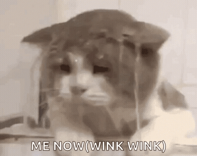 Cat Close-Up Saying Me Now Wink Wink GIF