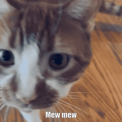 Cat Close-Up Saying Mew Mew GIF