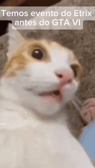 Cat Close Up Temos Evento Do Etrix Antes Do GTA VI GIF