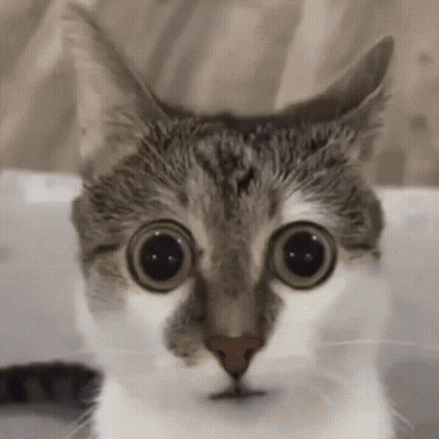 Cat Close-Up With Big Eyes GIF