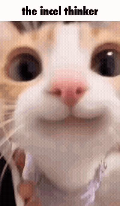 Cat Close Up With Caption The Incel Thinker GIF
