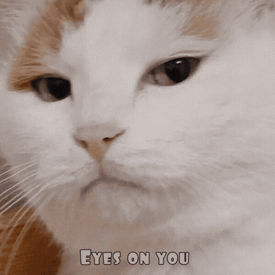 Cat Close Up With Eyes On You GIF
