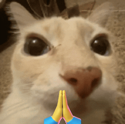 Cat Close Up With Hands Folded GIF