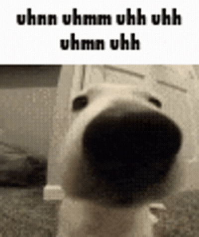 Cat Close Up With Name Goddam.ghonzo GIF