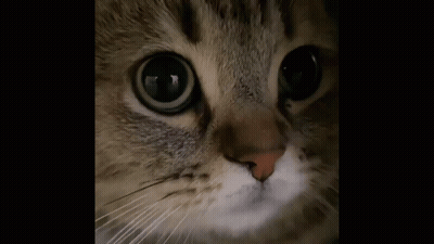 Cat Close Up With Open Mouth And Teeth GIF
