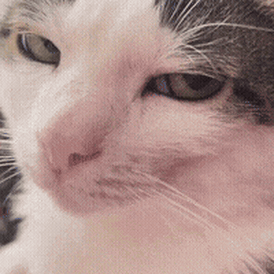 Cat Close Up With Pink Nose And Green Eyes GIF