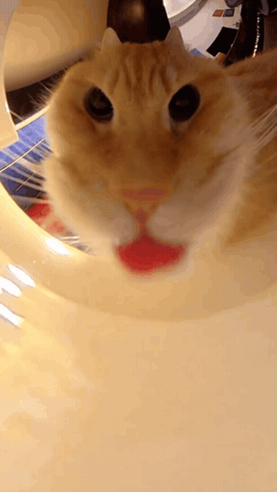 Cat Close Up With Red Lip GIF