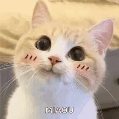 Cat Close Up With Slight Smirk GIF