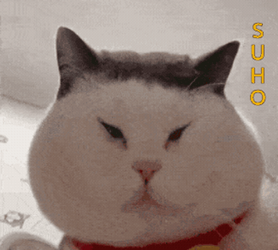 Cat Close Up With Sucho In Yellow Letters GIF