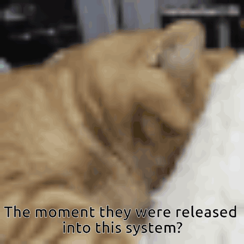 Cat Close Up With Text The Moment They Were Released GIF