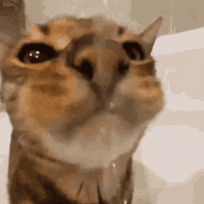 Cat Close Up With Water Dripping GIF