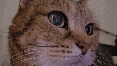 Cat Close Up With Wut GIF