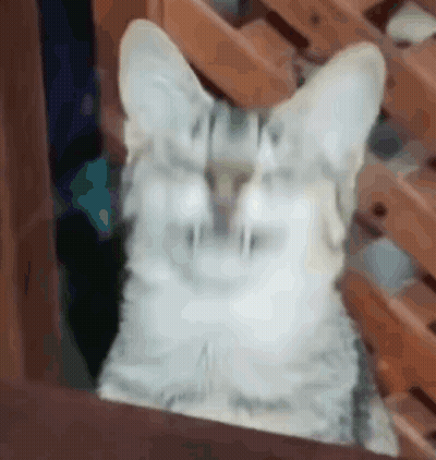 Cat Close Up Wooden Fence GIF