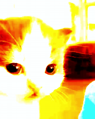 Cat Close Up Yellow Orange Background GIF