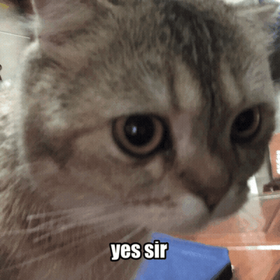 Cat Close Up Yes Sir GIF
